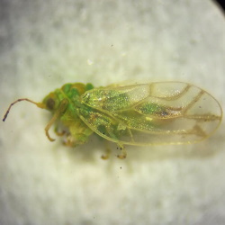 Craspedolepta nervosa